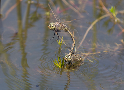Hemianax papuensis